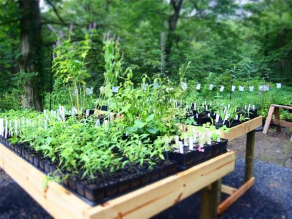 plant sale
